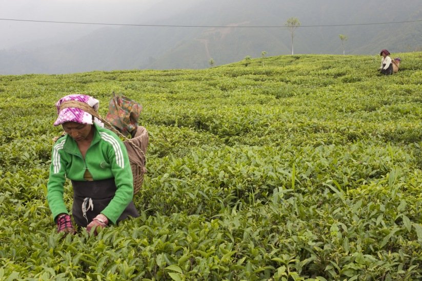 Woman picking darjeeling tea